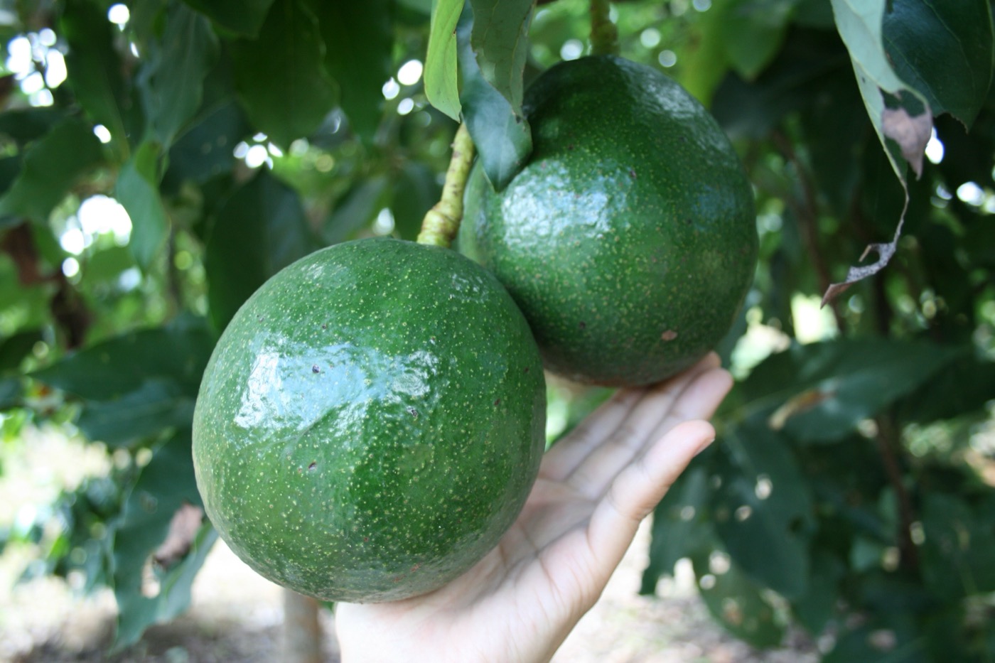 Avocados
