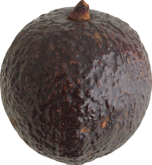 Large round avocado