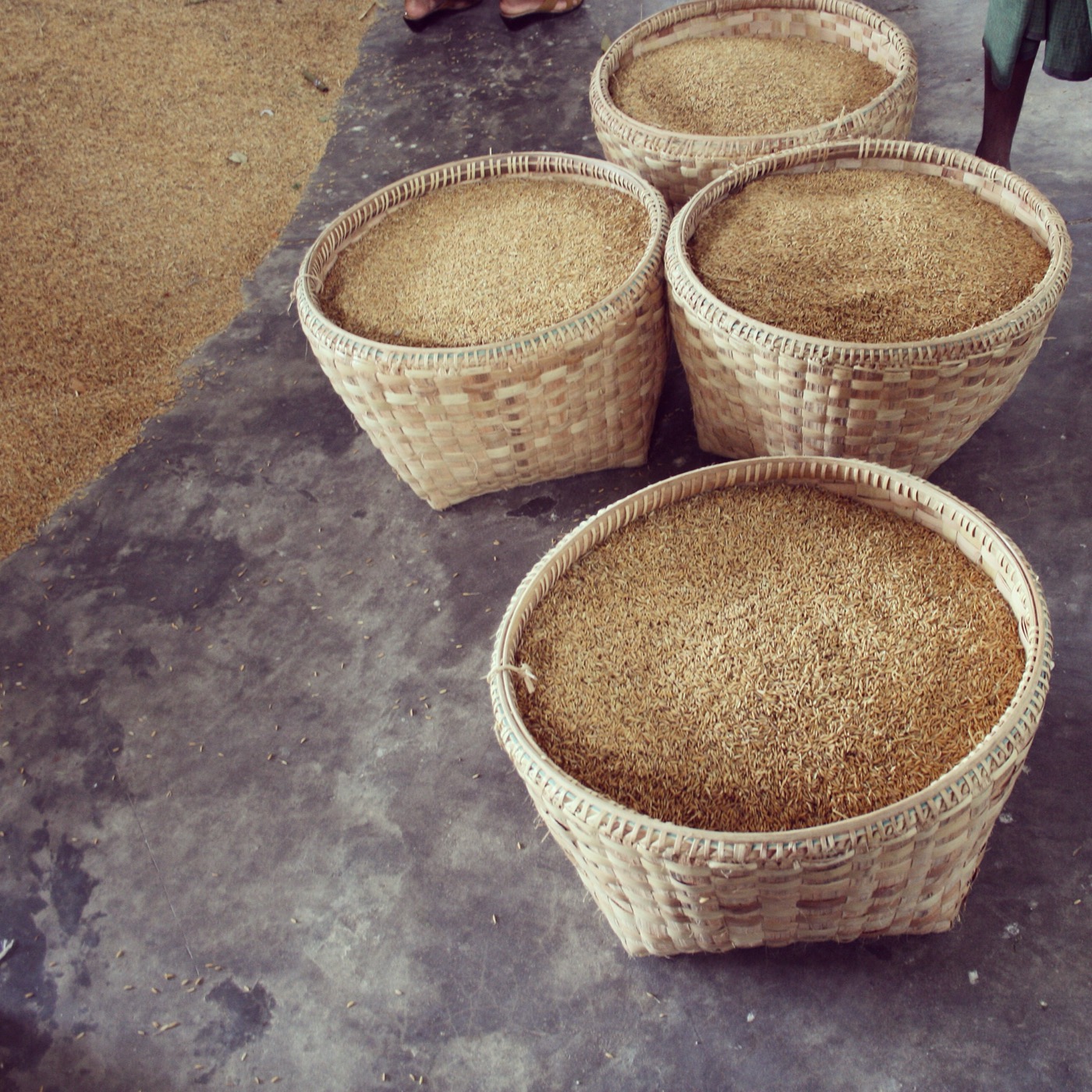 Baskets of paddy
