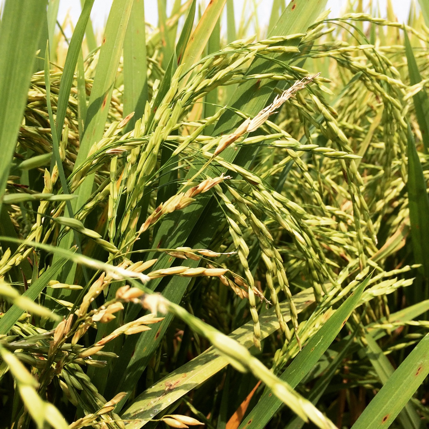 Rice production in Myanmar